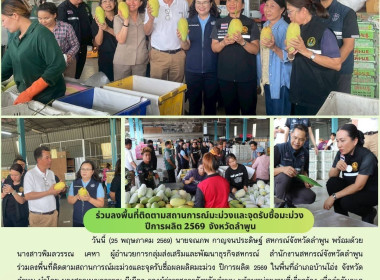 ลงพื้นที่ติดตามสถานการณ์มะม่วงและจุดรับซื้อผลผลิตมะม่วง ... Image 16
