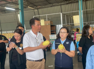 ลงพื้นที่ติดตามสถานการณ์มะม่วงและจุดรับซื้อผลผลิตมะม่วง ... Image 2