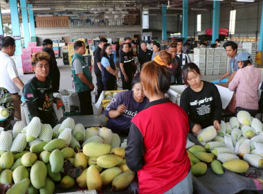 ลงพื้นที่ติดตามสถานการณ์มะม่วงและจุดรับซื้อผลผลิตมะม่วง ... Image 10