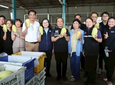 ลงพื้นที่ติดตามสถานการณ์มะม่วงและจุดรับซื้อผลผลิตมะม่วง ... Image 11