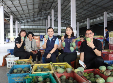 ติดตามสถานการณ์การค้า การตลาด และการส่งออกมะม่วงเขียวมรกต ... Image 11