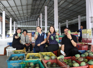 ติดตามสถานการณ์การค้า การตลาด และการส่งออกมะม่วงเขียวมรกต ... Image 6