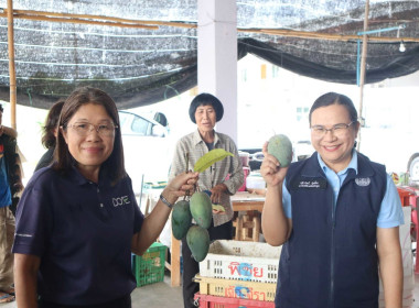 ติดตามสถานการณ์การค้า การตลาด และการส่งออกมะม่วงเขียวมรกต ... Image 4