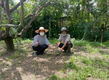 ลงพื้นที่ติดตามผลการดำเนินงานของสมาชิกสหกรณ์การเกษตรเมืองลำพูน จำกัด ... Image 5