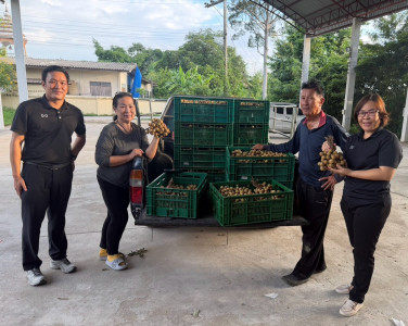 ติดตามการการดำเนินการรวบรวมลำไยในฤดูการผลิต 2569 ของสหกรณ์ Image 1