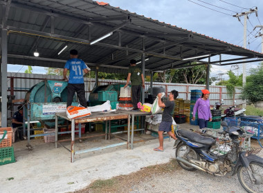 ติดตามการการดำเนินการรวบรวมลำไยในฤดูการผลิต 2569 ของสหกรณ์ Image 5