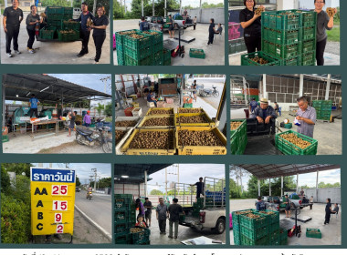 ติดตามการการดำเนินการรวบรวมลำไยในฤดูการผลิต 2569 ของสหกรณ์ Image 10