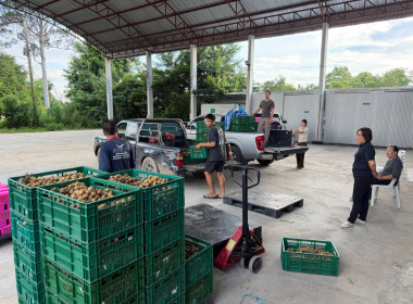 ติดตามการการดำเนินการรวบรวมลำไยในฤดูการผลิต 2569 ของสหกรณ์ Image 2
