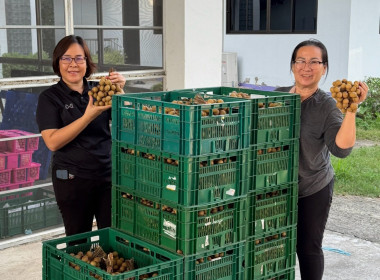 ติดตามการการดำเนินการรวบรวมลำไยในฤดูการผลิต 2569 ของสหกรณ์ Image 3
