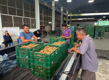 ติดตามการการดำเนินการรวบรวมลำไยในฤดูการผลิต 2569 ของสหกรณ์ Image 7