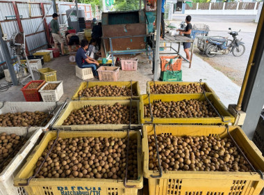 ติดตามการการดำเนินการรวบรวมลำไยในฤดูการผลิต 2569 ของสหกรณ์ Image 9