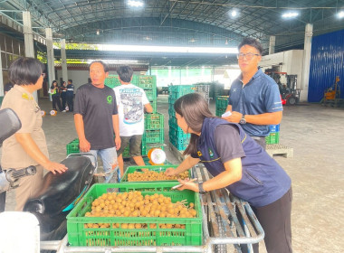ลงพื้นที่ติดตามสถานการณ์ลำไยในฤดูและจุดรับซื้อลำไยในฤดู ... Image 11