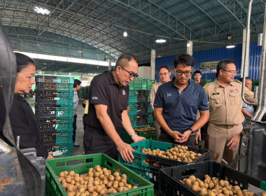 ลงพื้นที่ติดตามสถานการณ์ลำไยในฤดูและจุดรับซื้อลำไยในฤดู ... Image 1