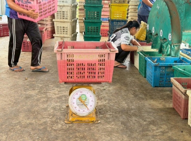 ลงพื้นที่ติดตามสถานการณ์ลำไยในฤดูและจุดรับซื้อลำไยในฤดู ... Image 14