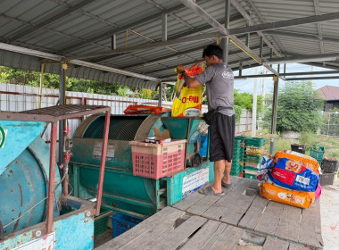ลงพื้นที่ติดตามสถานการณ์ลำไยในฤดูและจุดรับซื้อลำไยในฤดู ... Image 13