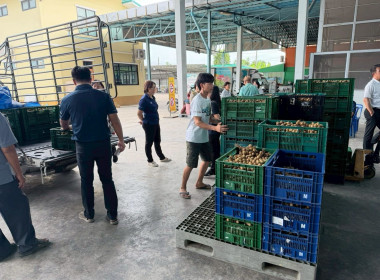 ลงพื้นที่ติดตามสถานการณ์ลำไยในฤดูและจุดรับซื้อลำไยในฤดู ... Image 12