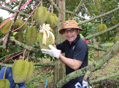 กิจกรรมสร้างการรับรู้และกระตุ้นกระแสการบริโภคทุเรียนจังหวัดลำพูน ... Image 6