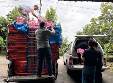 ร่วมกระจายผลผลิต มังคุดของสมาชิกสหกรณ์การเกษตรพรหมคีรี จำกัด Image 11