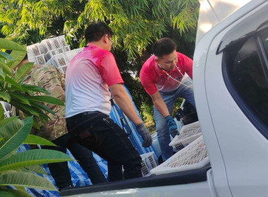 กระจายผลผลิตมังคุด มาตรฐาน GAP จากสหกรณ์การเกษตรพรหมคีรี ... พารามิเตอร์รูปภาพ 2