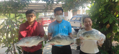 สนับสนุนกระจายปลากะพงขาวออกแหล่งผลิตในพื้นที่จังหวัดปัตตานี Image 1