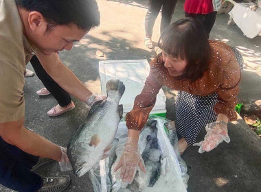 สนับสนุนกระจายปลากะพงขาวออกแหล่งผลิตในพื้นที่จังหวัดปัตตานี Image 3