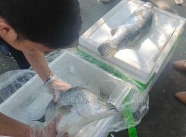 สนับสนุนกระจายปลากะพงขาวออกแหล่งผลิตในพื้นที่จังหวัดปัตตานี Image 5