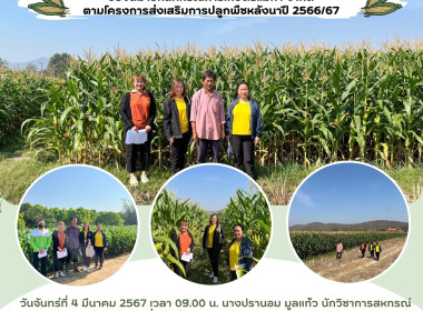 ตรวจเยี่ยมแปลงข้าวโพดของสมาชิกสหกรณ์การเกษตรแม่ทา จำกัด Image 11
