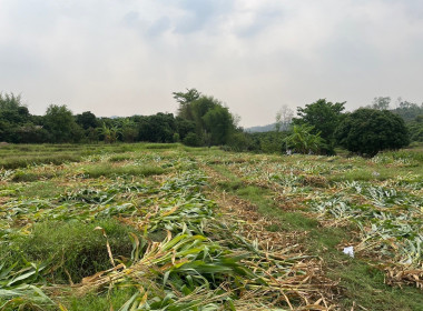 ติดตามการเก็บเกี่ยวข้าวโพดของสมาชิกสหกรณ์การเกษตรแม่ทา จำกัด Image 3