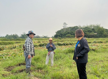 ติดตามการเก็บเกี่ยวข้าวโพดของสมาชิกสหกรณ์การเกษตรแม่ทา จำกัด Image 1