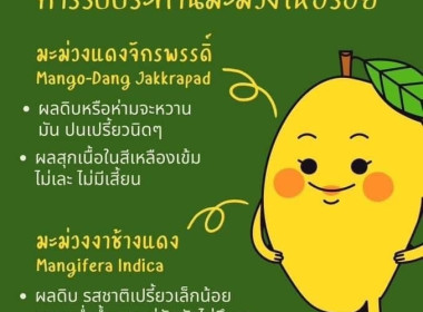 เชิญชวนซื้อมะม่วงคุณภาพของเกษตรกรชาวสวนมะม่วงจังหวัดลำพูน Image 8