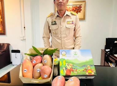 เชิญชวนซื้อมะม่วงคุณภาพของเกษตรกรชาวสวนมะม่วงจังหวัดลำพูน Image 1