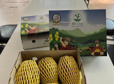 เชิญชวนซื้อมะม่วงคุณภาพของเกษตรกรชาวสวนมะม่วงจังหวัดลำพูน Image 3