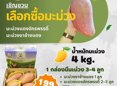 เชิญชวนซื้อมะม่วงคุณภาพของเกษตรกรชาวสวนมะม่วงจังหวัดลำพูน Image 7
