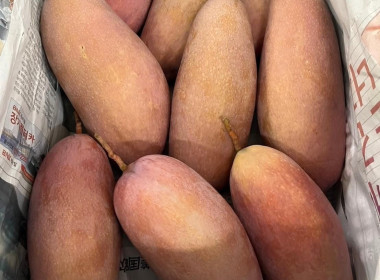 เชิญชวนซื้อมะม่วงคุณภาพของเกษตรกรชาวสวนมะม่วงจังหวัดลำพูน Image 4