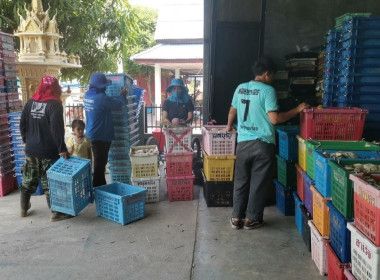 เชิญชวนซื้อมะม่วงคุณภาพของเกษตรกรชาวสวนมะม่วงจังหวัดลำพูน Image 6