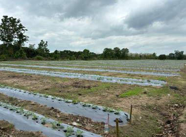 ติดตามการใช้เงินกู้กองทุนพัฒนาสหกรณ์ให้เป็นไปตามวัตถุประสงค์ Image 9